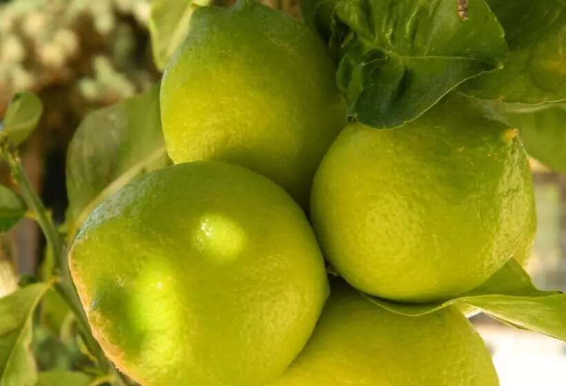 هتل Oasi Da Paolo