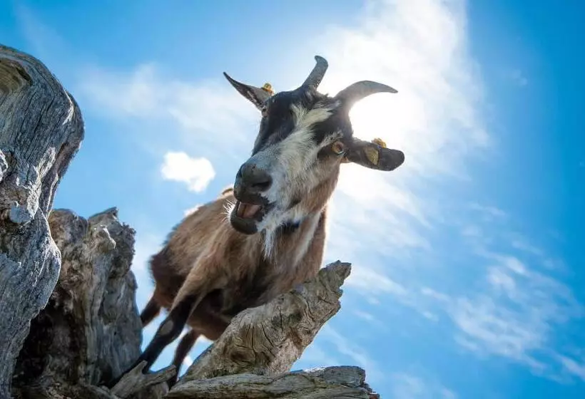 örglwirt Ferienwelt Hotel Post örglwirt