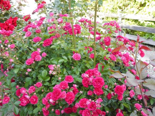 Hotell Gästehaus Hubertushof