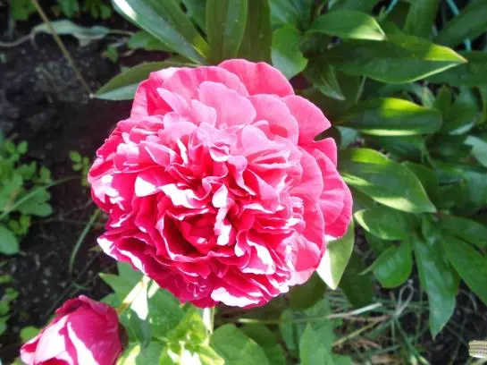 Hotelli Gästehaus Hubertushof