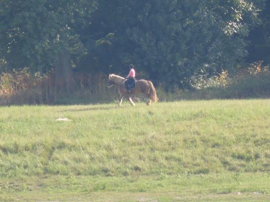 호텔 Haus Rheinblick