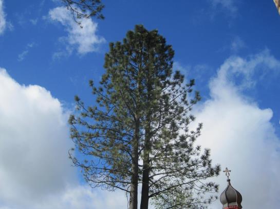 Bed and Breakfast Pension Charisma