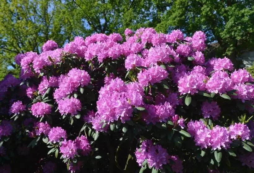 호텔 Altdeutscher Hof Beckord