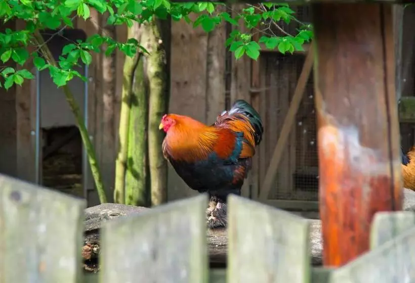 膳宿费 Berggasthof Butterberg