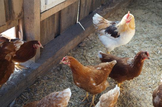 Bauernhof Loeschgruber