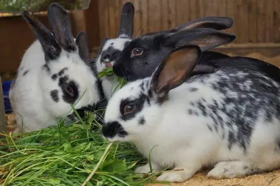 Bauernhof Loeschgruber