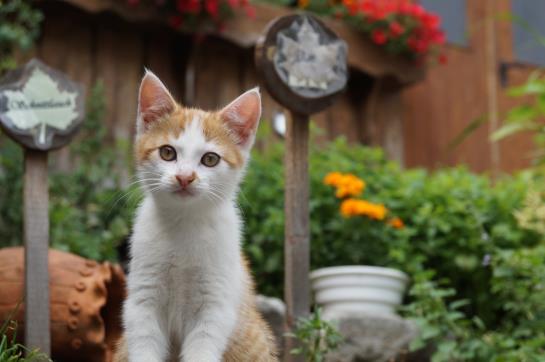 Bauernhof Loeschgruber