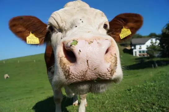 Bauernhof Loeschgruber