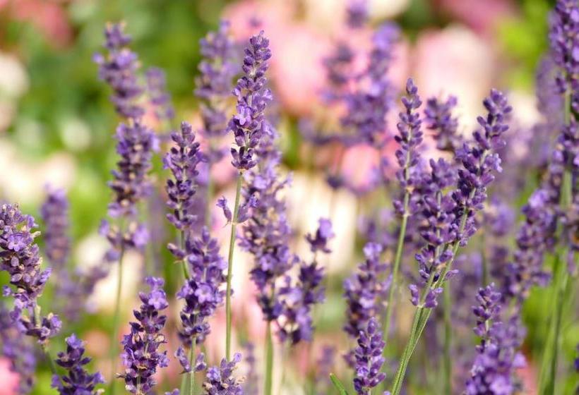 Landhotel Bauernwald