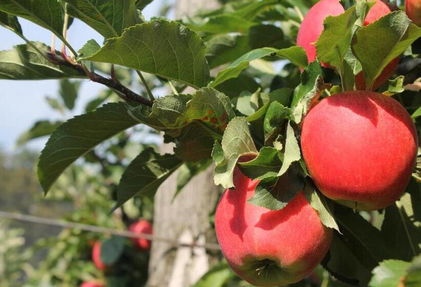 فندق Obst & Gästehof Brandl