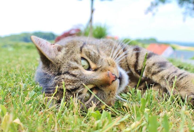 فندق Obst & Gästehof Brandl