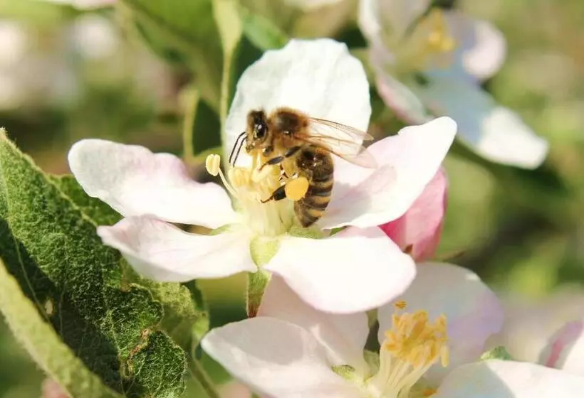 酒店 Obst & Gästehof Brandl