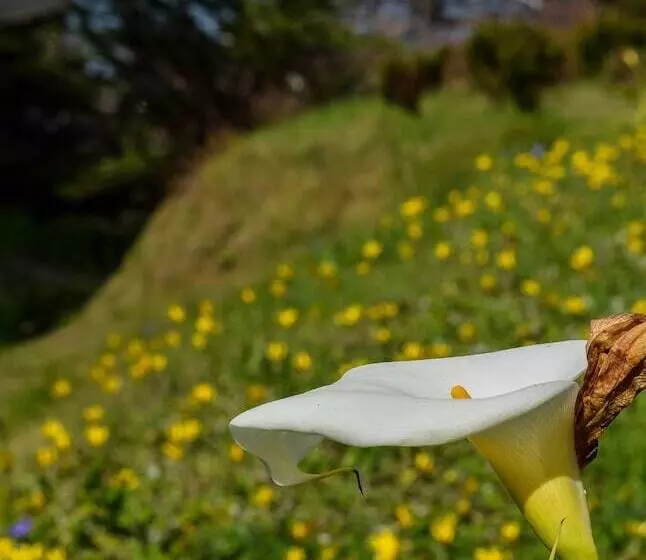 酒店 Wharf Master's Inn