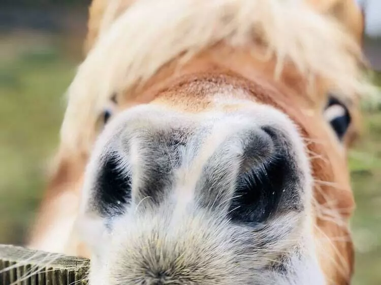 ベッドアンドブレックファースト Home Paradis & Spa   Ecolodge