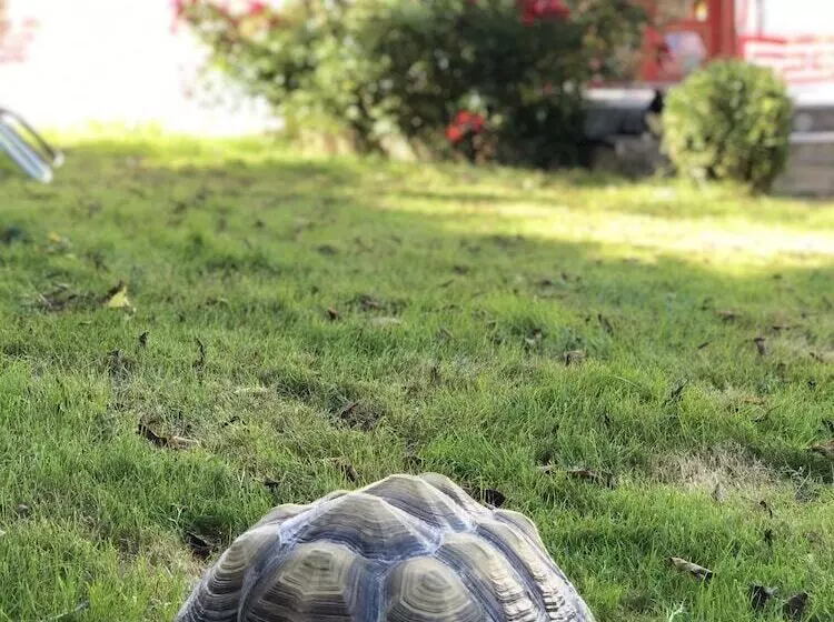 ベッドアンドブレックファースト Home Paradis & Spa   Ecolodge