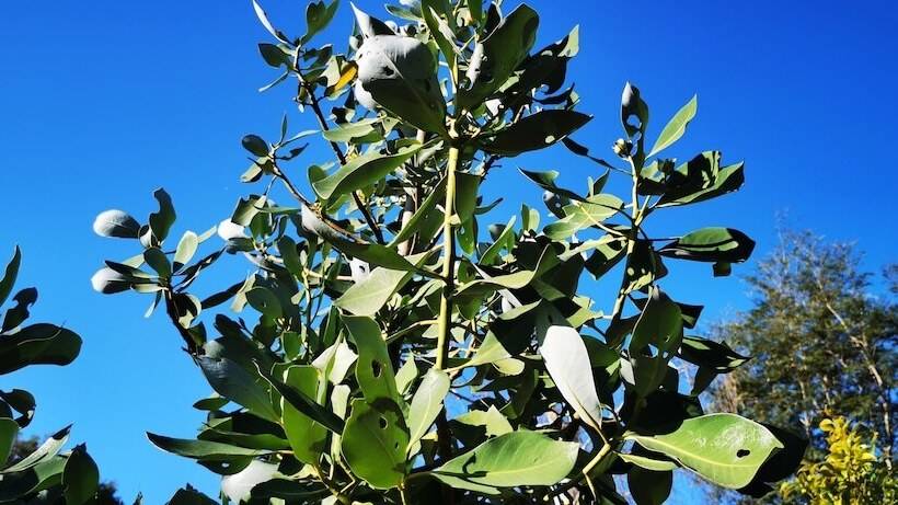 Cabana Pudomo En Conaripe Con Hot Tub Exclusivo