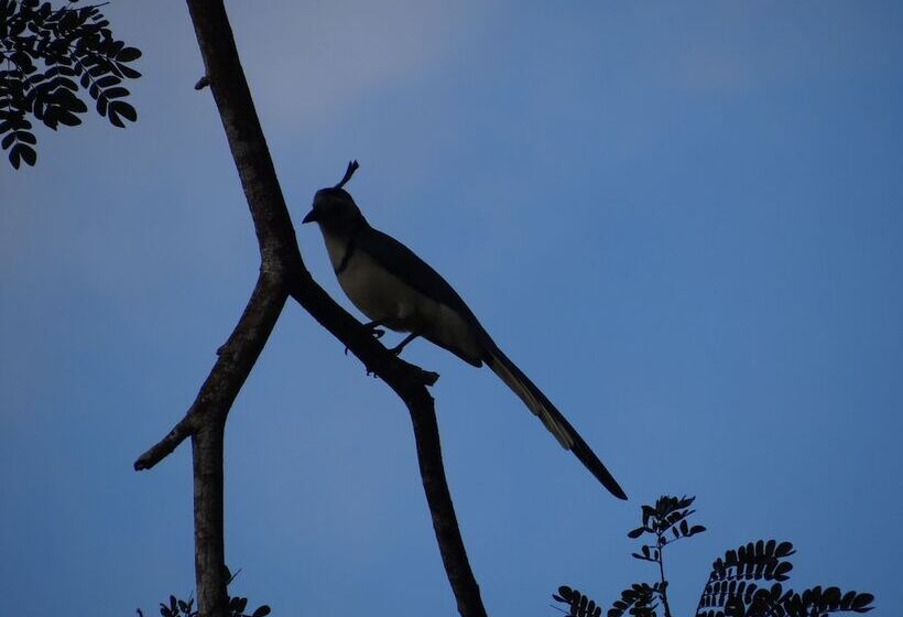 ホテル Baliyana Lodge