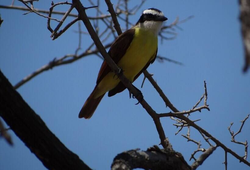 ホテル Baliyana Lodge