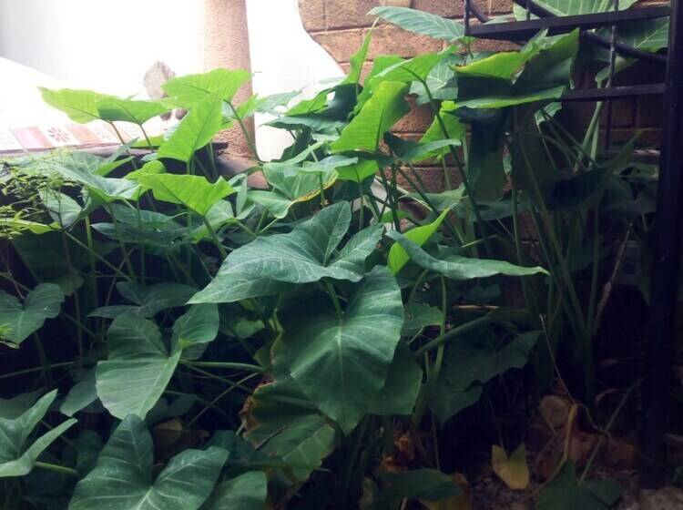 فندق Posada De San Miguel   Spa