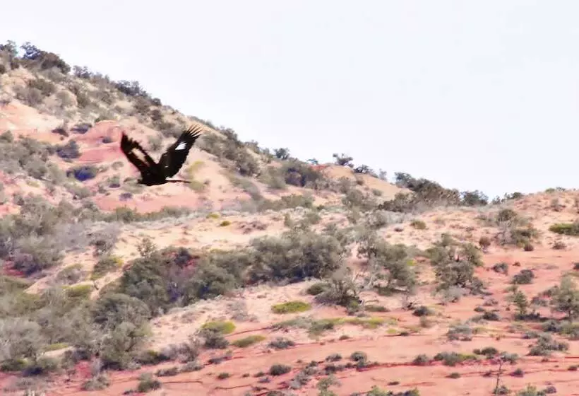 Aamiaismajoitus (B&B) Arrowhead Country Cabins