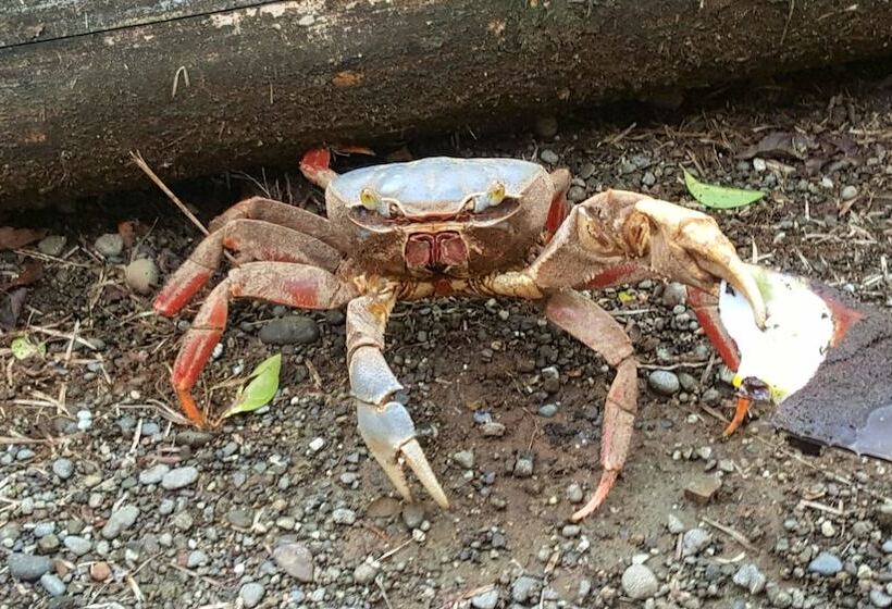 Panzió Cabaña Kirita