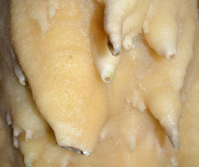 ペンション Olea