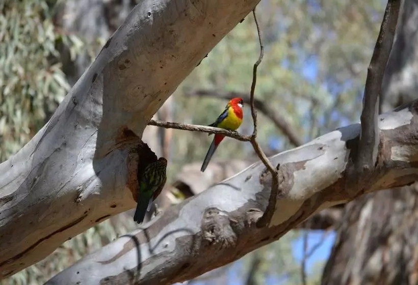 リゾートホテル Big4 Deniliquin Holiday Park