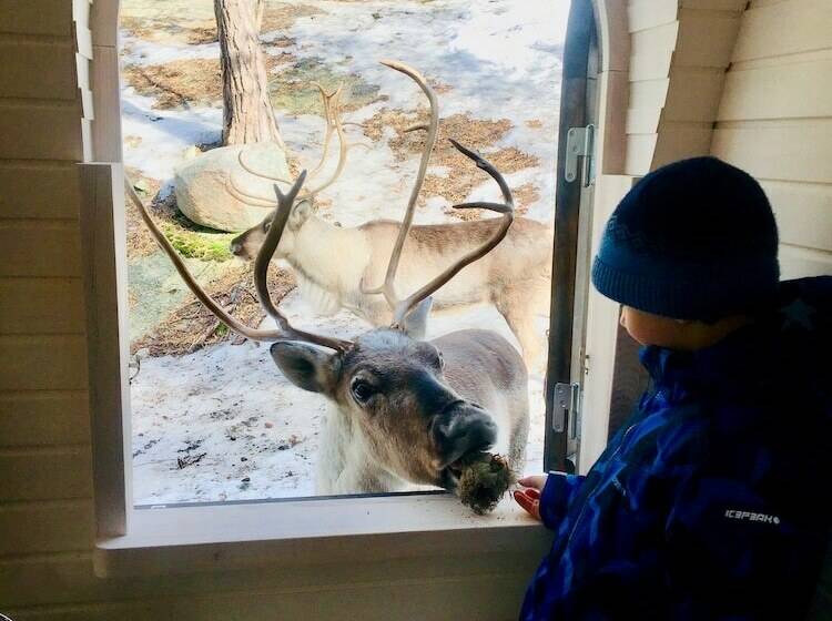 Hotel Igluhut Sleeping With Reindeer