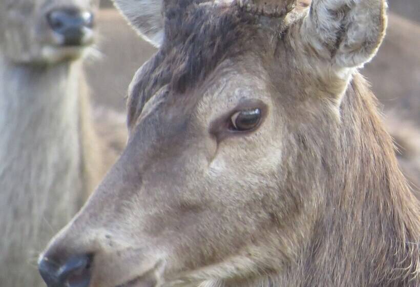 פנסיון Cabaña Los Coigues 2308