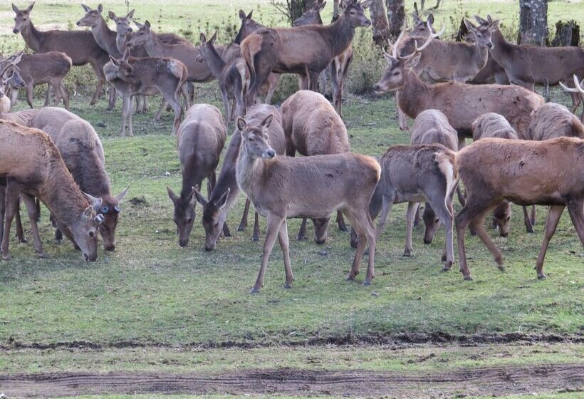 פנסיון Cabaña Los Coigues 2308