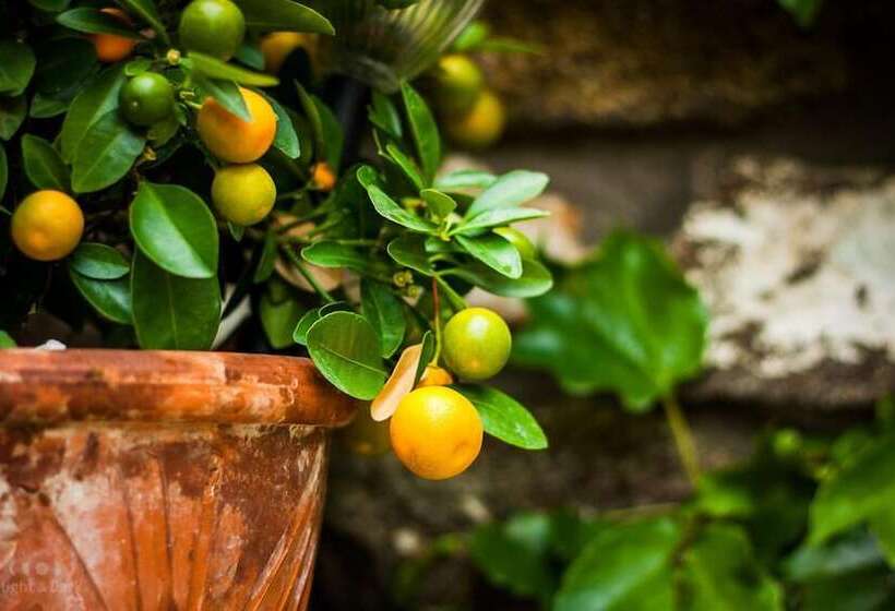 Пансион Oreiades Guesthouse