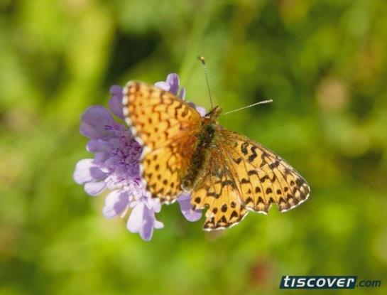 Отель Edelweiss