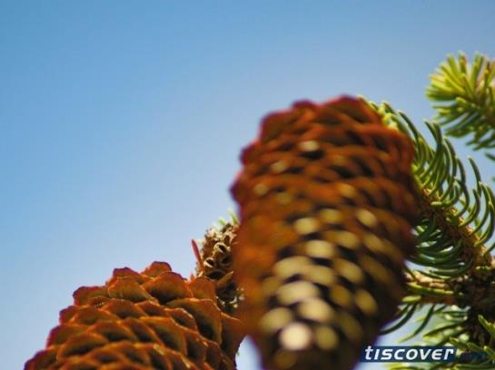 Отель Edelweiss