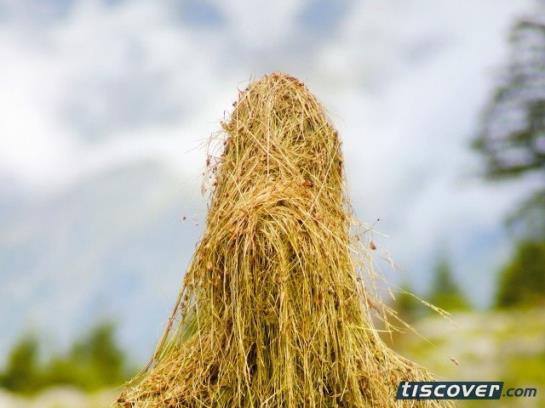 Отель Edelweiss