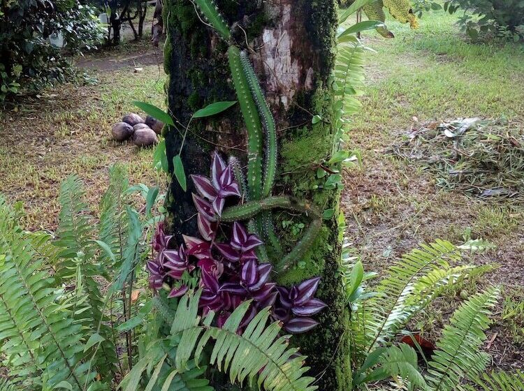 هتل Chinitas Eco Lodge