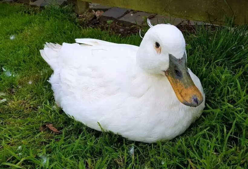 Hotelli Glamping Thorpe