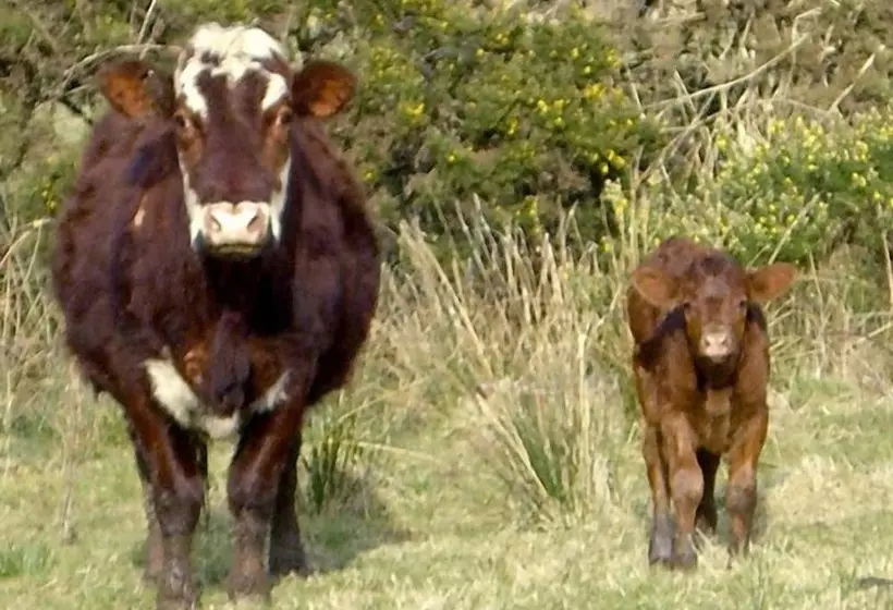 Homestone Farm