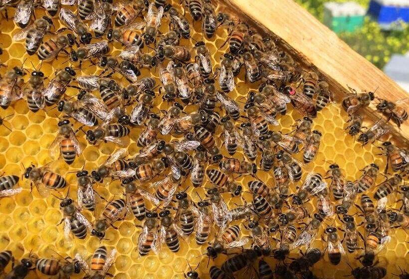 Milatos Village Cretan Agrotourism