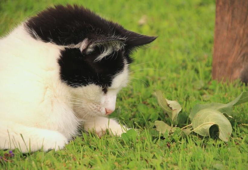 膳宿费 Dammerer Hof