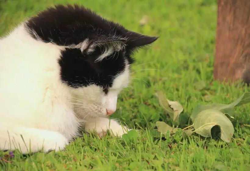 Majatalo Dammerer Hof