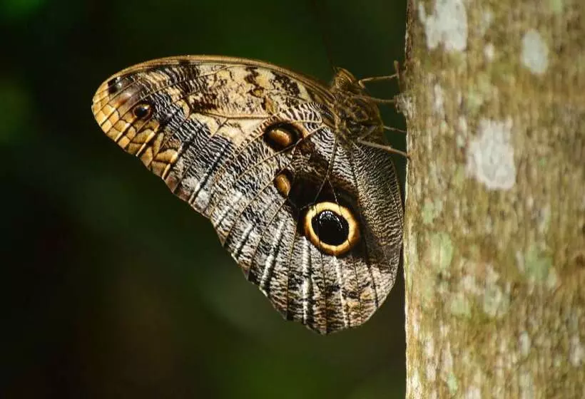 Hotelli Howler Monkey Resort