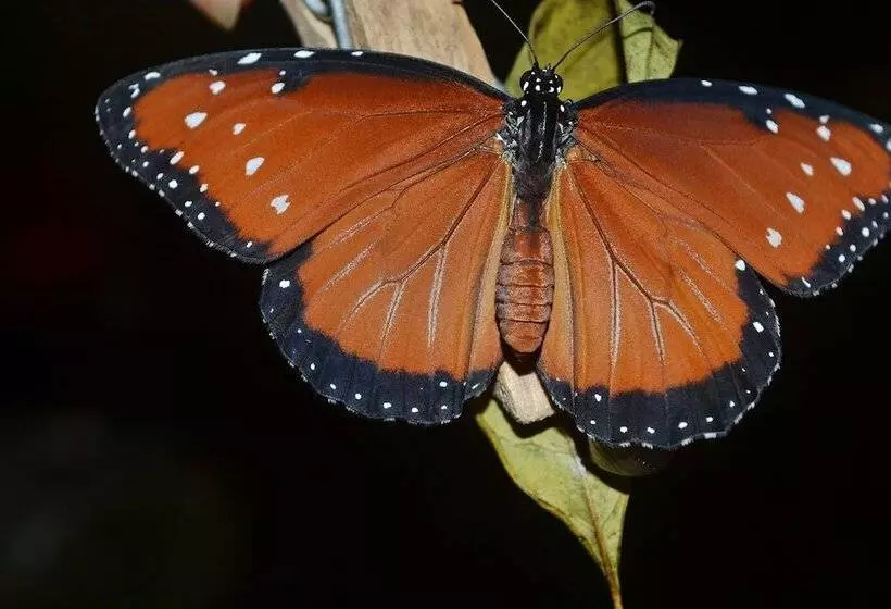 Hotelli Howler Monkey Resort