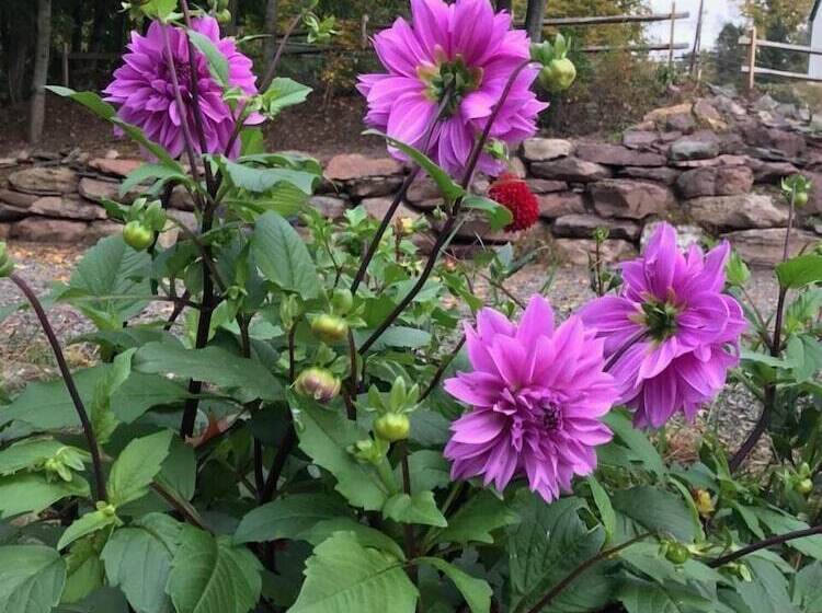 צימר Georgian Garden Inn