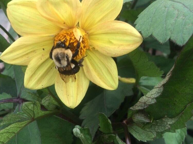 צימר Georgian Garden Inn