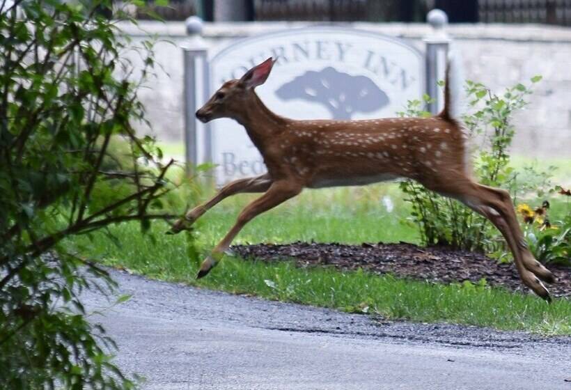 Journey Inn Bed & Breakfast