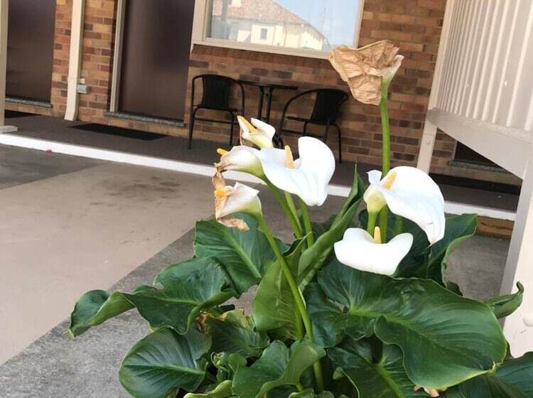 Royal Motel Tenterfield