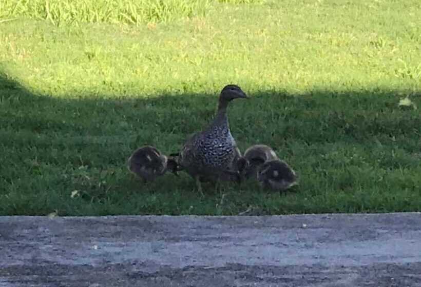 Royal Motel Tenterfield