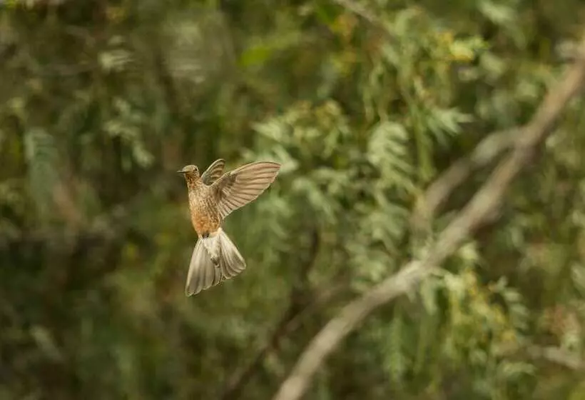 مسافرخانه Casa Colibri Ecolodge