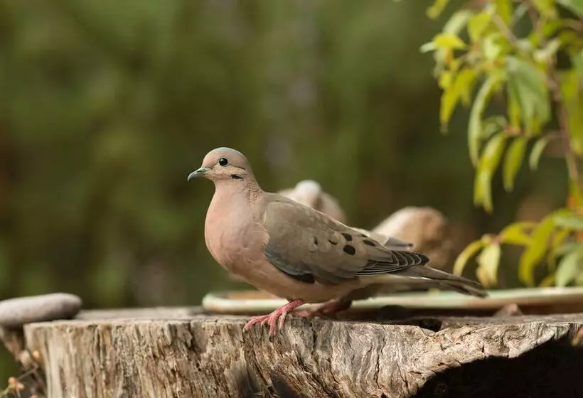 مسافرخانه Casa Colibri Ecolodge