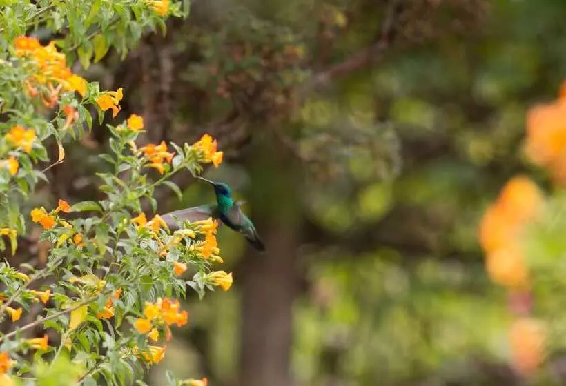 مسافرخانه Casa Colibri Ecolodge